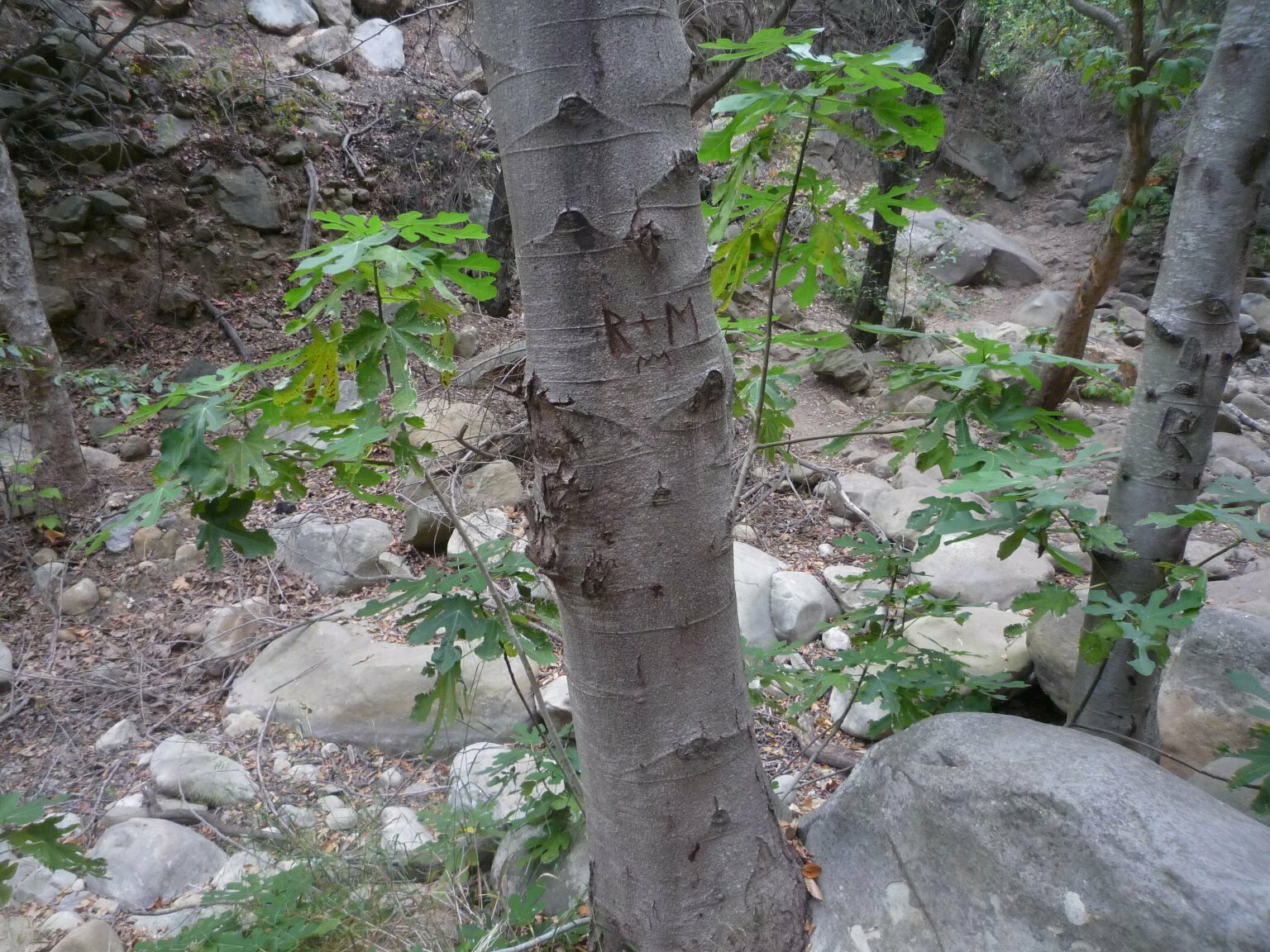 High Resolution Ficus carica Plant